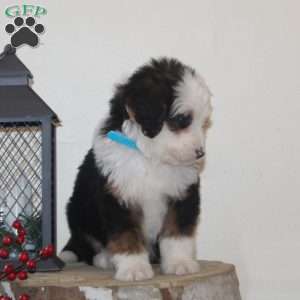 Snowflake, Bernedoodle Puppy